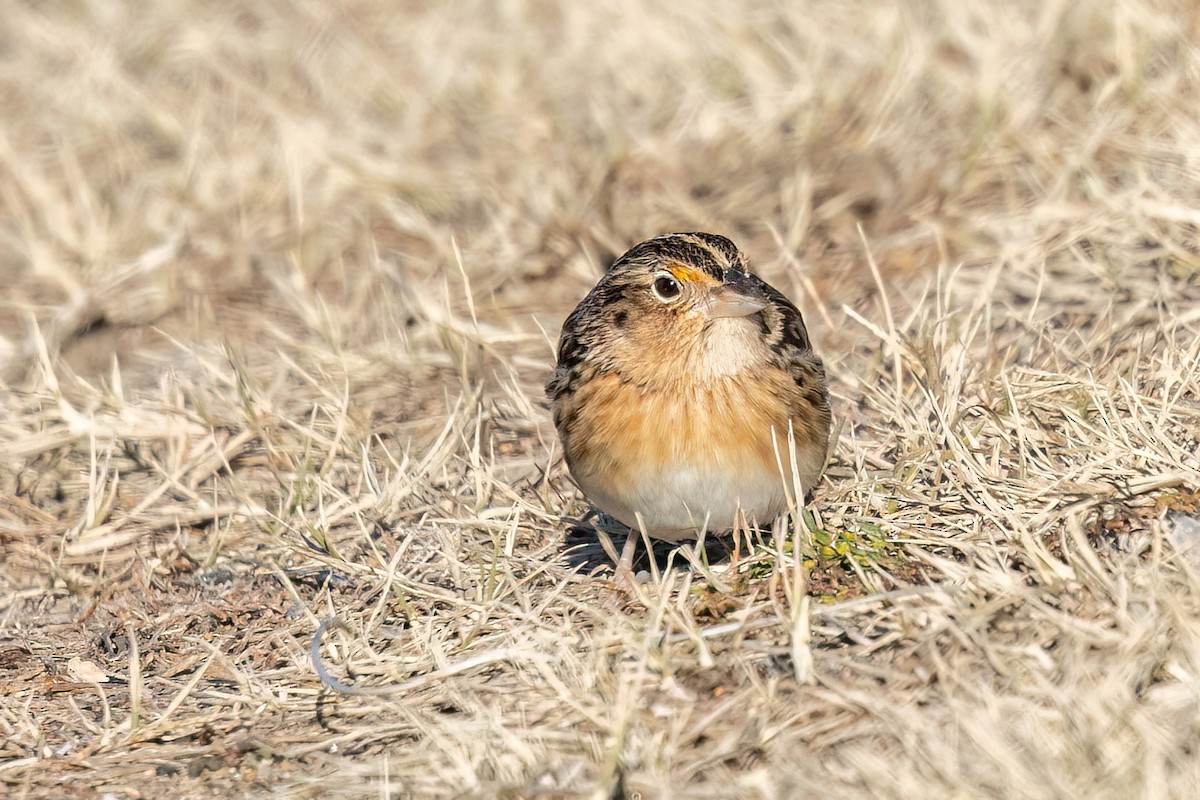 Grasshopper Sparrow - ML646691350