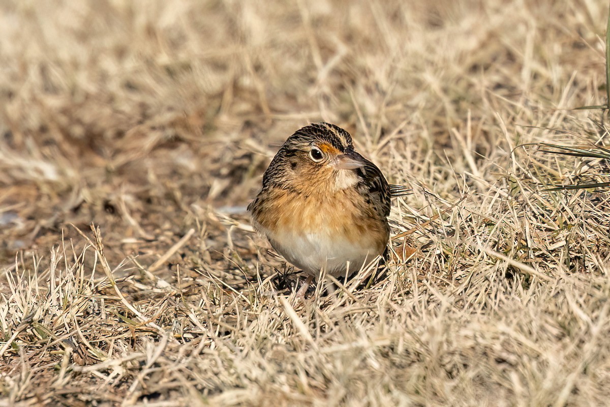 Grasshopper Sparrow - ML646691351