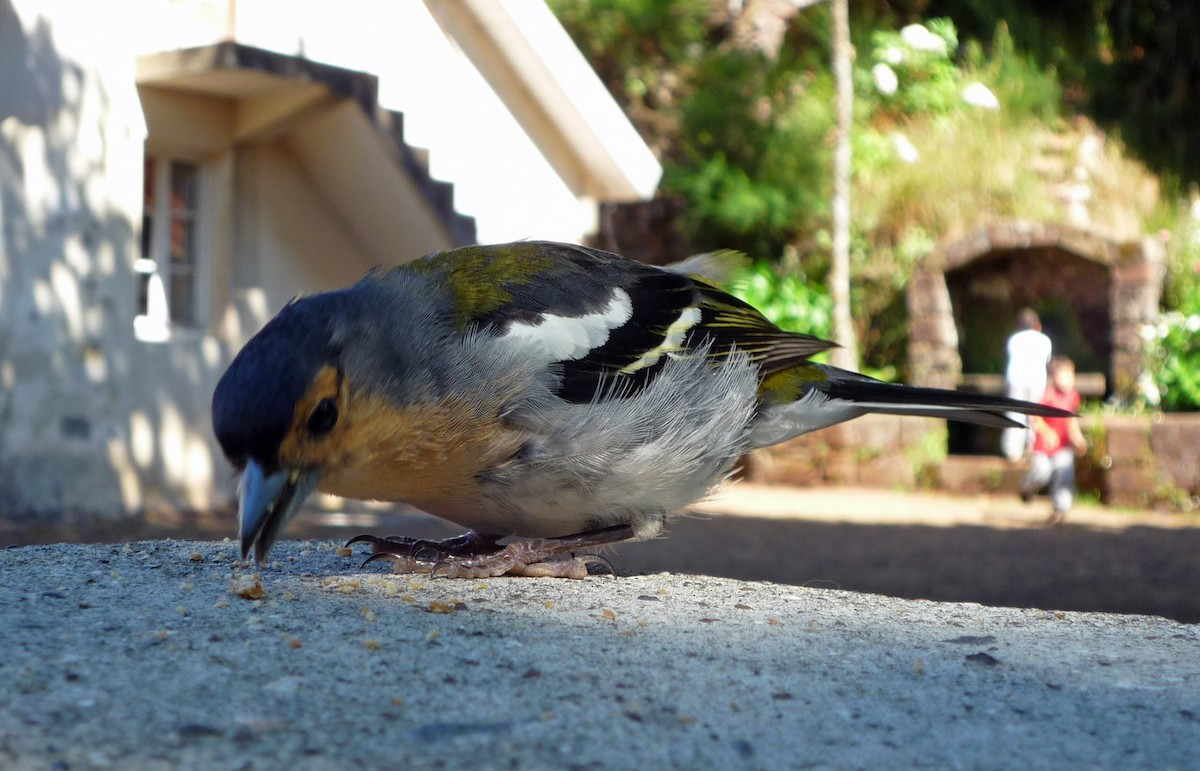 pěnkava madeirská - ML646691354