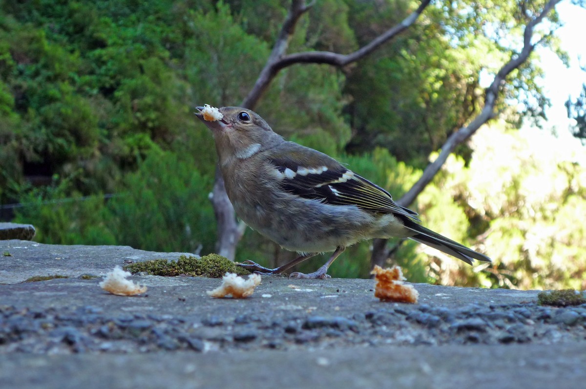 pěnkava madeirská - ML646691355