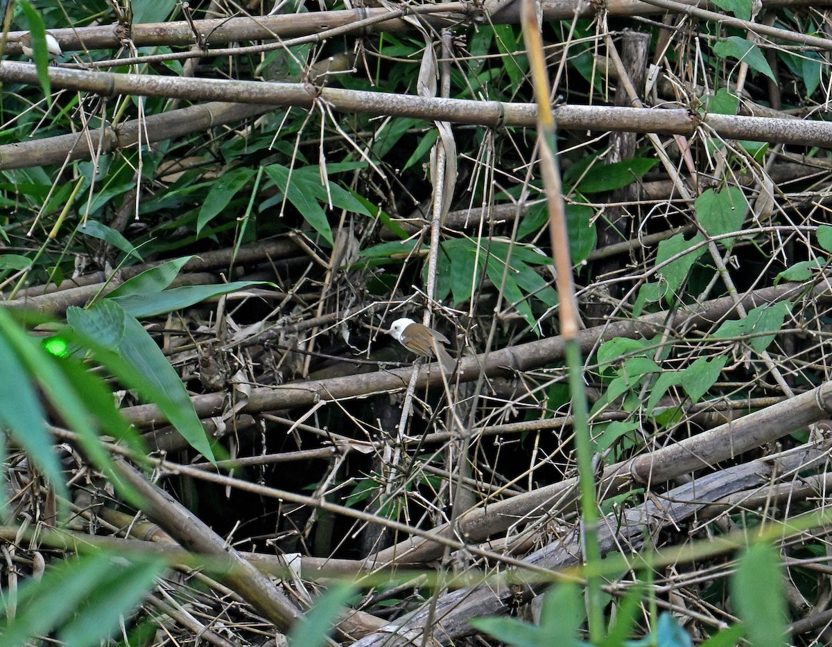 White-hooded Babbler - ML646691356