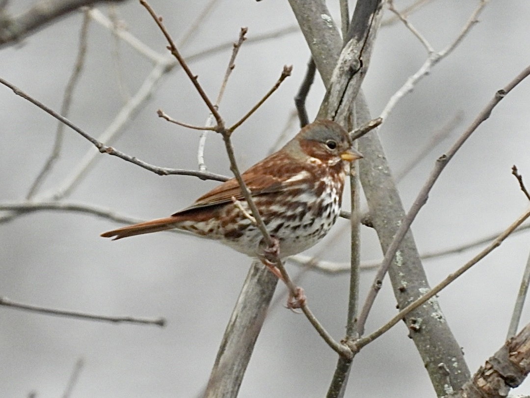 Пасовник рябогрудий - ML646691357