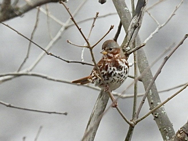 Пасовник рябогрудий - ML646691358