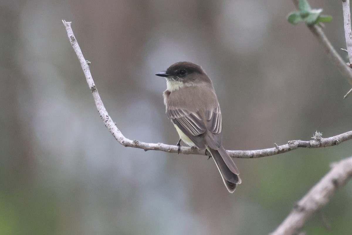 ツキヒメハエトリ - ML646691365