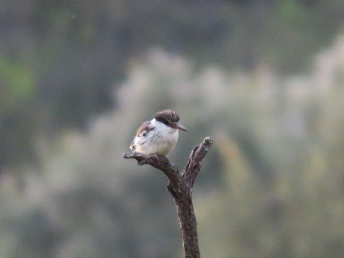 Pied Kingfisher - ML646691370
