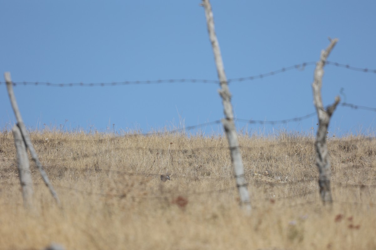 アカオモズ - ML646691380