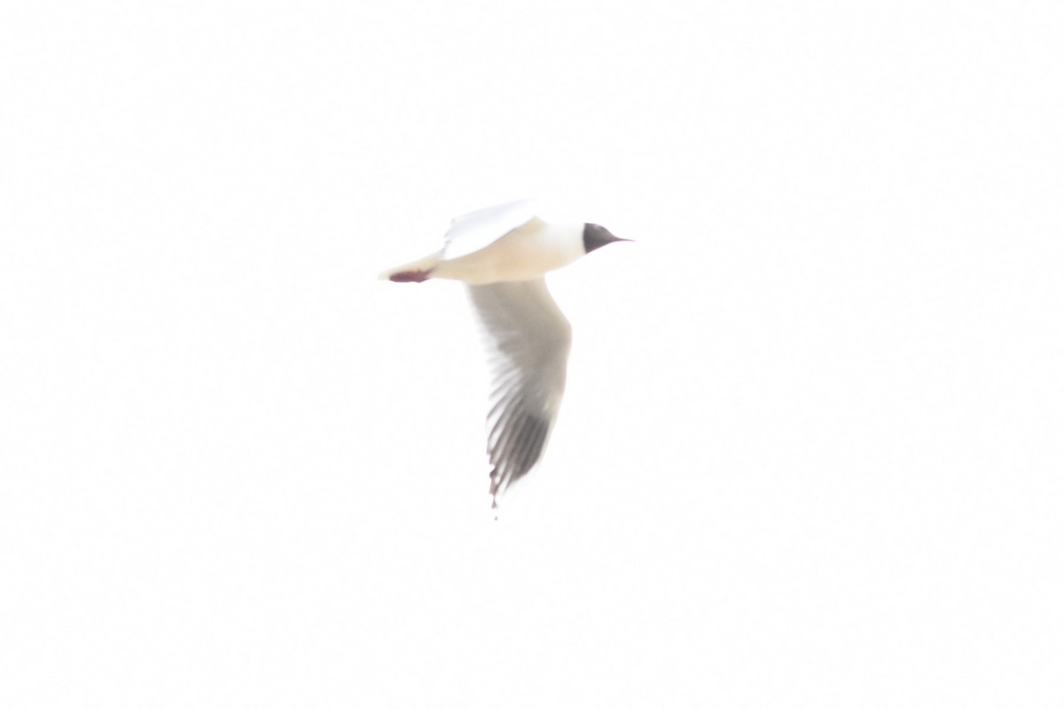 Brown-hooded Gull - ML646691381