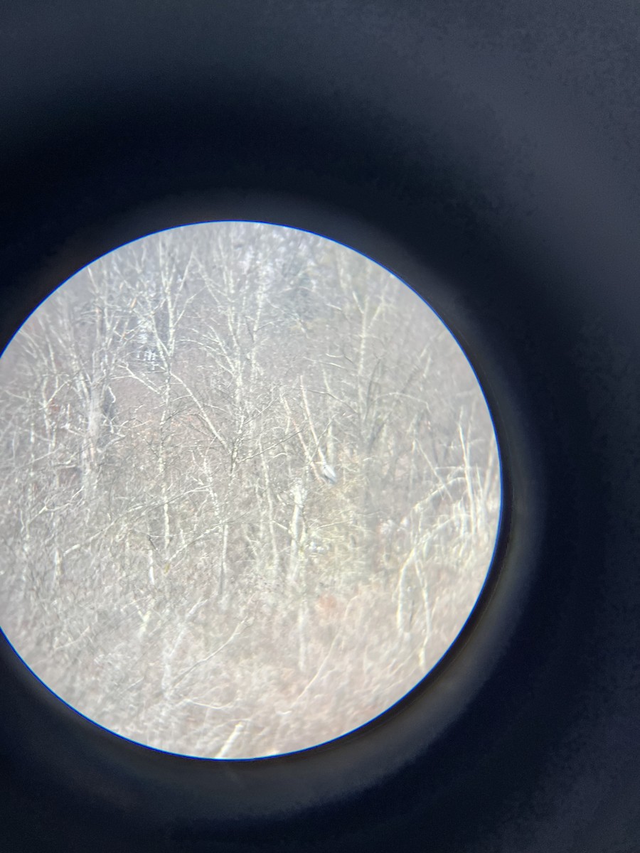 Great Blue Heron (Great Blue) - ML646691388