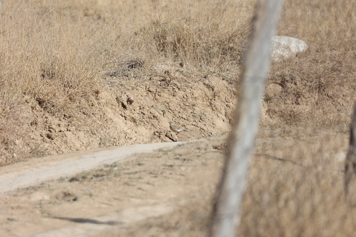 イナバヒタキ - ML646691389