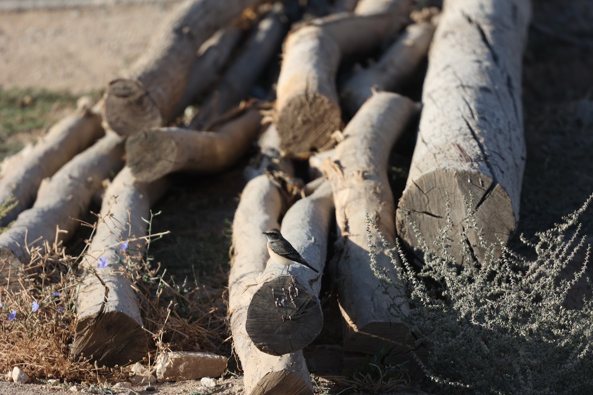 セグロサバクヒタキ - ML646691392