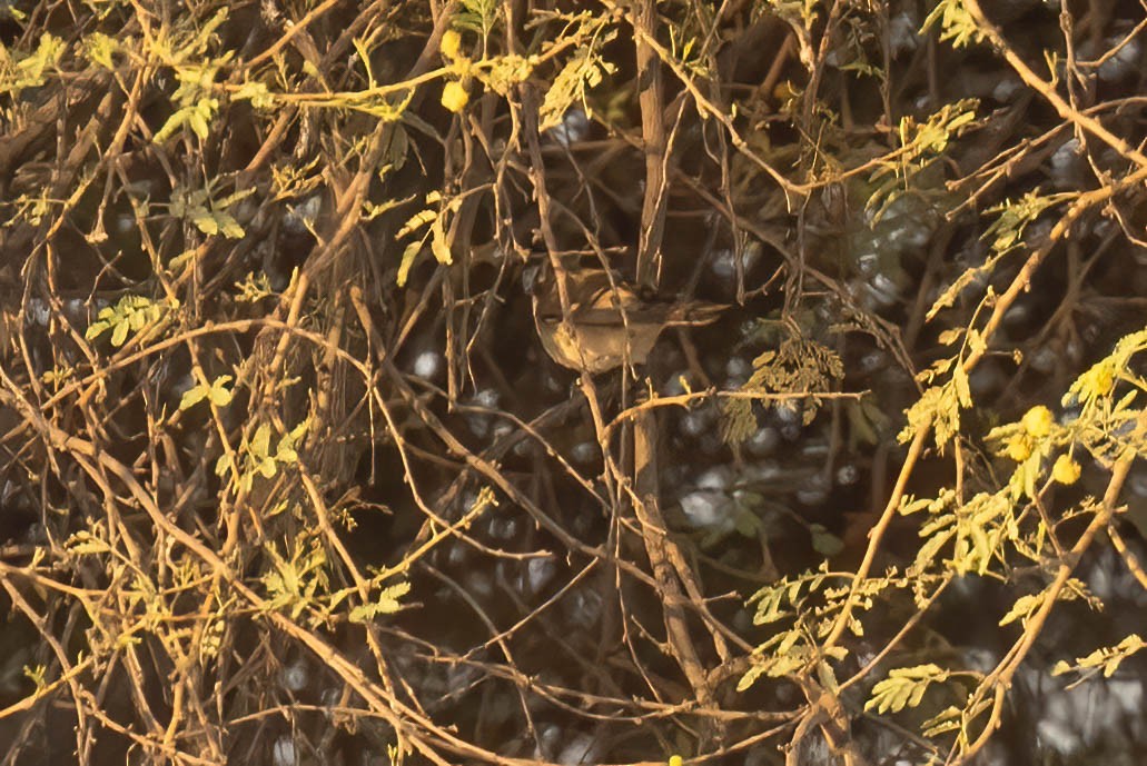 Plain Leaf Warbler - ML646691393