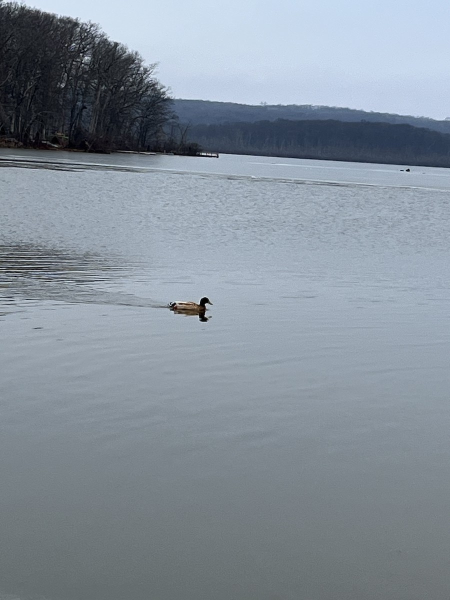 Mallard x American Black Duck (hybrid) - ML646691396