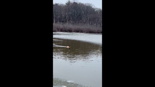 Mallard x American Black Duck (hybrid) - ML646691397