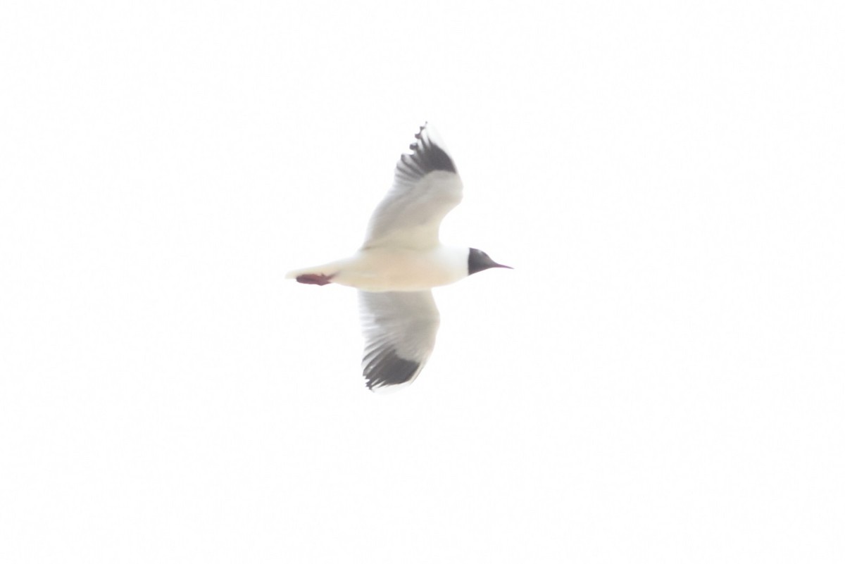 Brown-hooded Gull - ML646691401