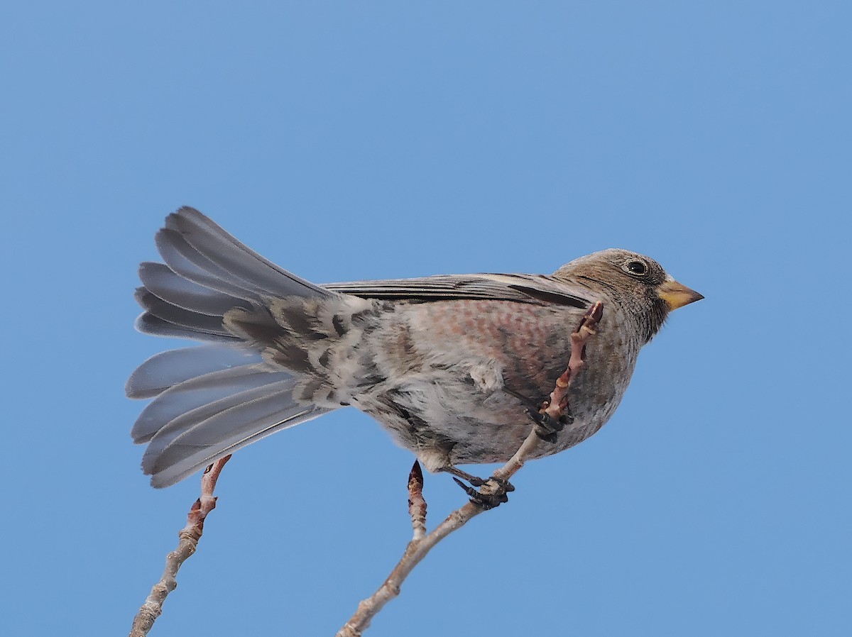 Coloradoschneegimpel - ML646691404