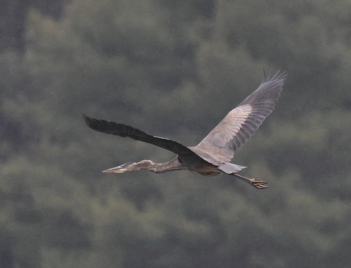 Amerika Gri Balıkçılı [herodias grubu] - ML646691405