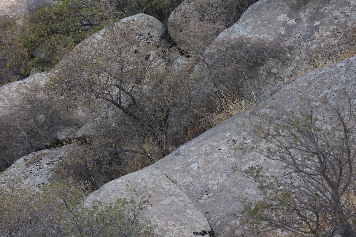 ヒガシイワゴジュウカラ - ML646691406