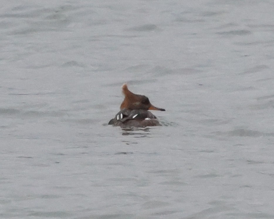 Başlıklı Tarakdiş - ML646691409