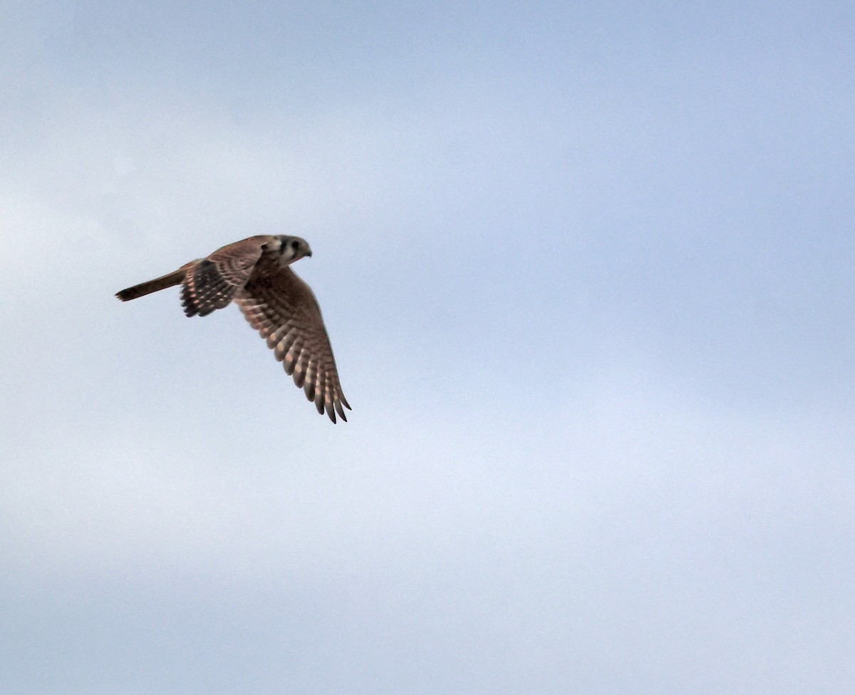 poštolka pestrá - ML646691411