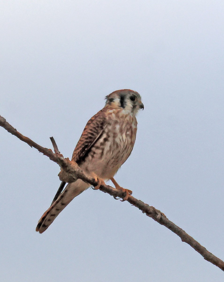 poštolka pestrá - ML646691421