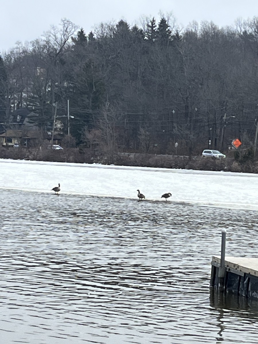 Canada Goose - ML646691430