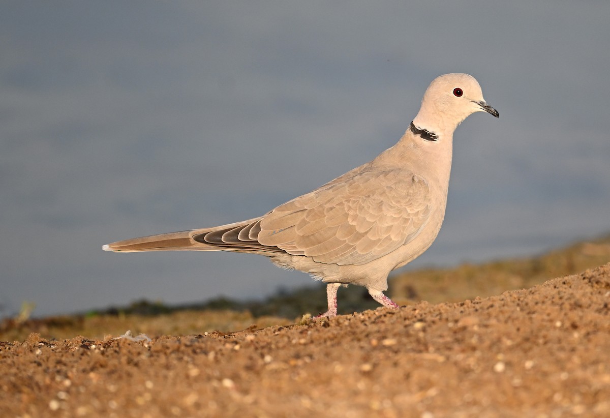 シラコバト - ML646691431