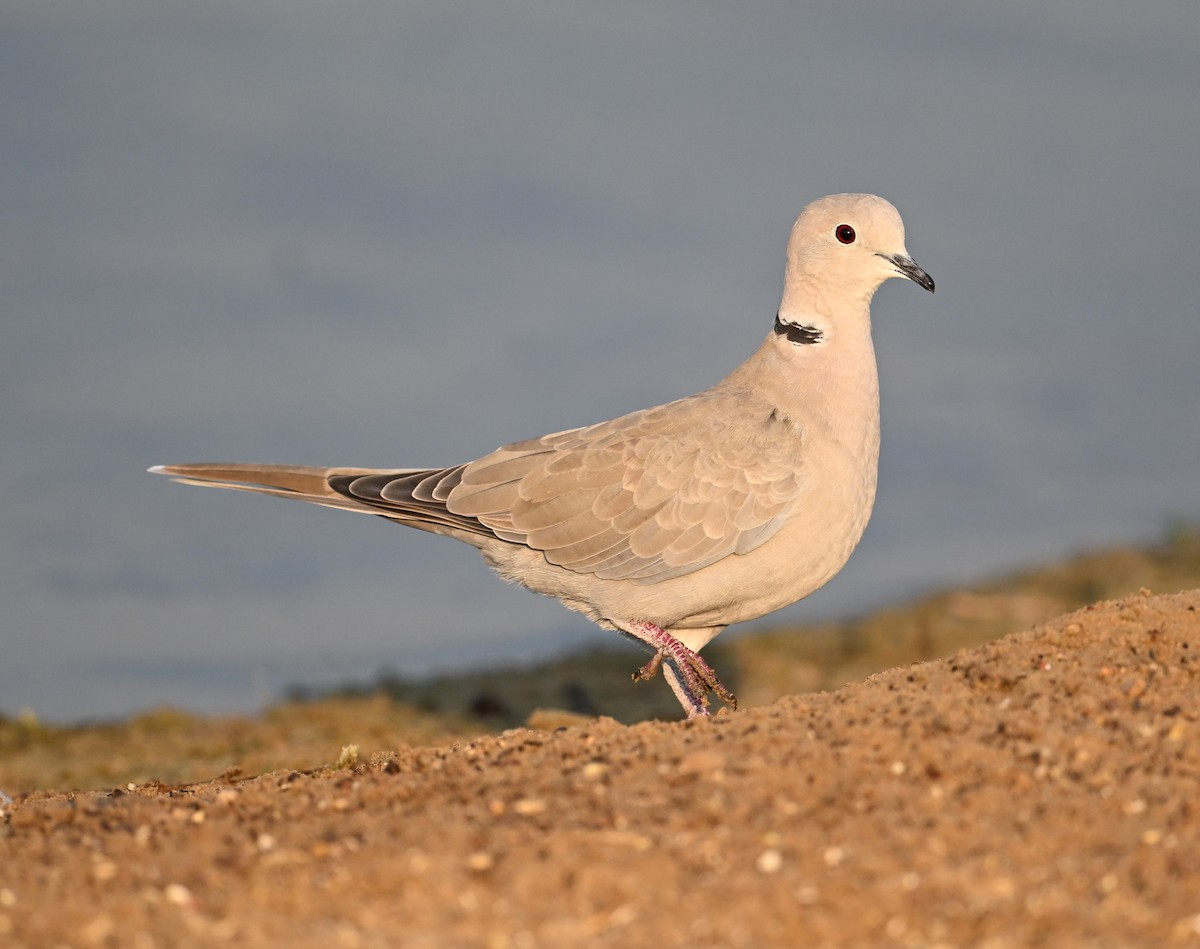 シラコバト - ML646691432