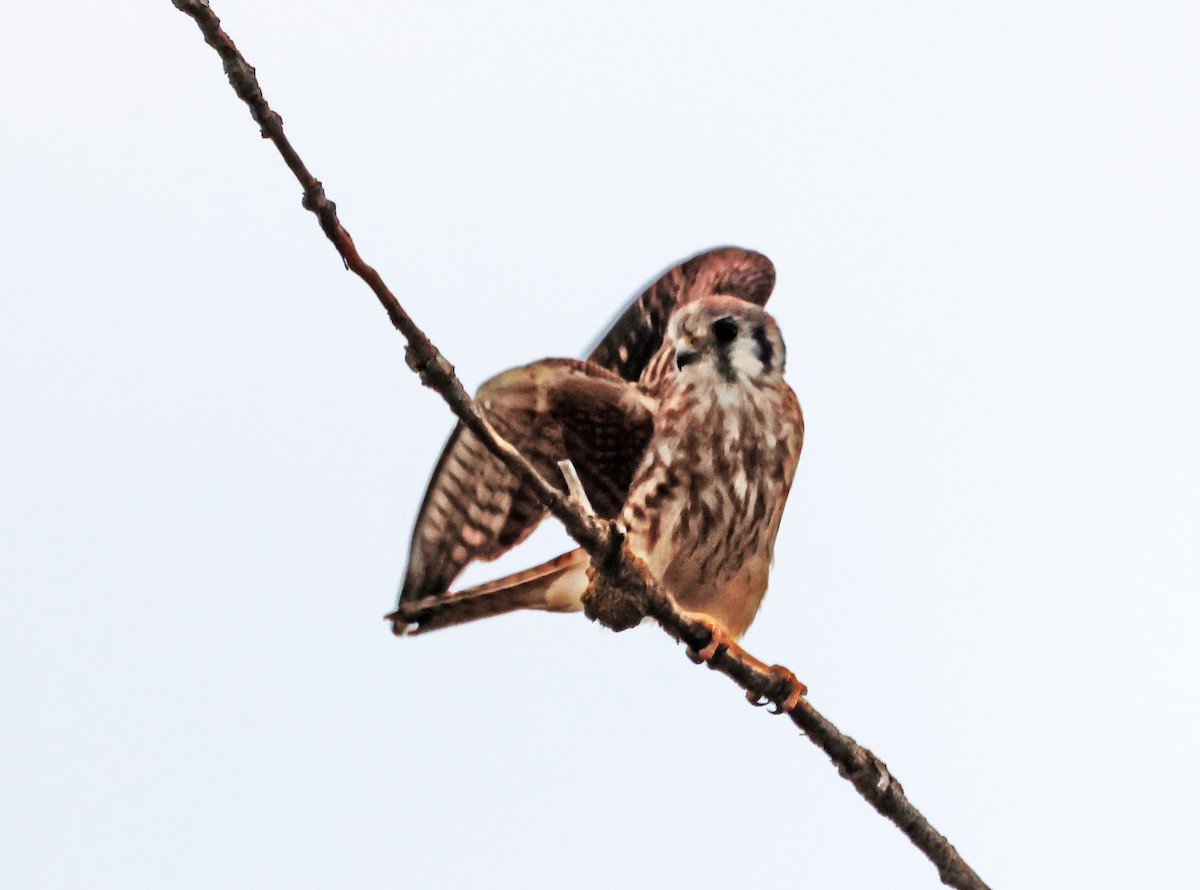 poštolka pestrá - ML646691433