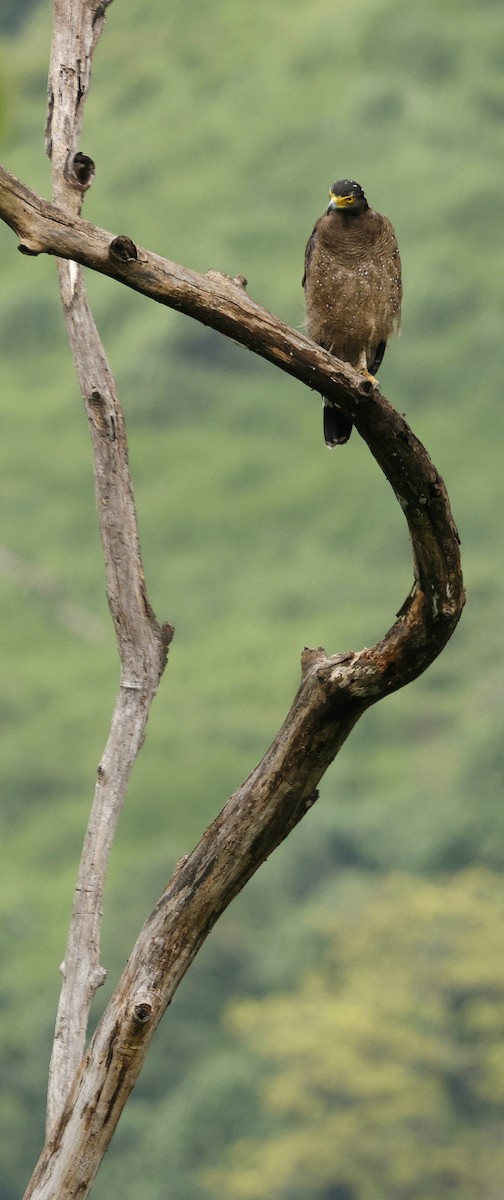 Culebrera Chiíla - ML646691434