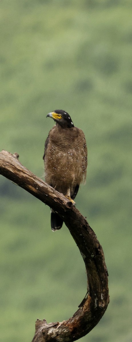 Culebrera Chiíla - ML646691435