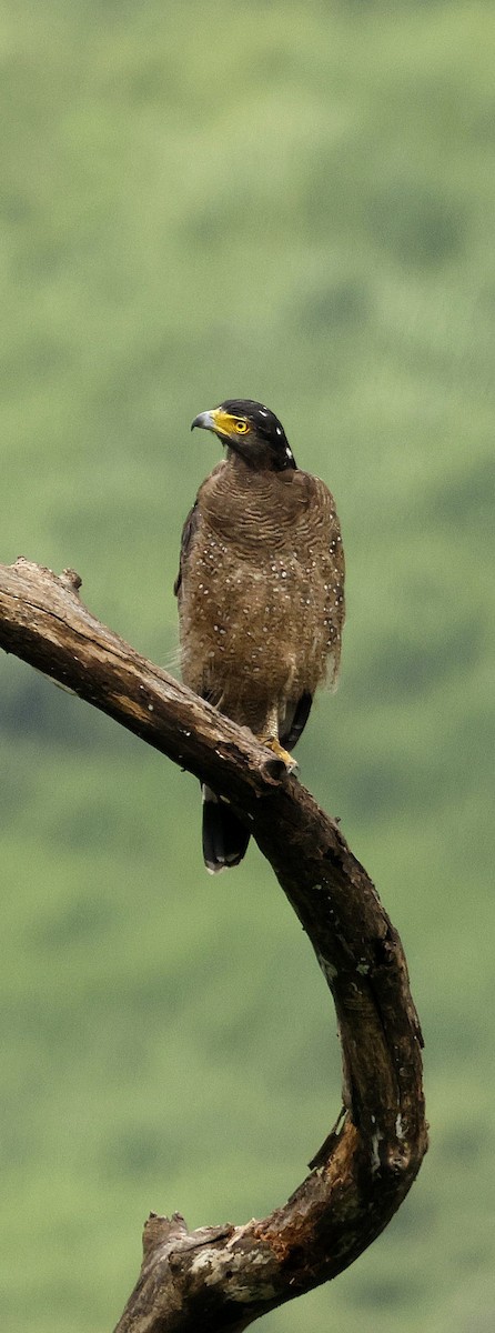 Culebrera Chiíla - ML646691436