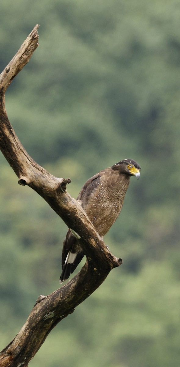 Culebrera Chiíla - ML646691437