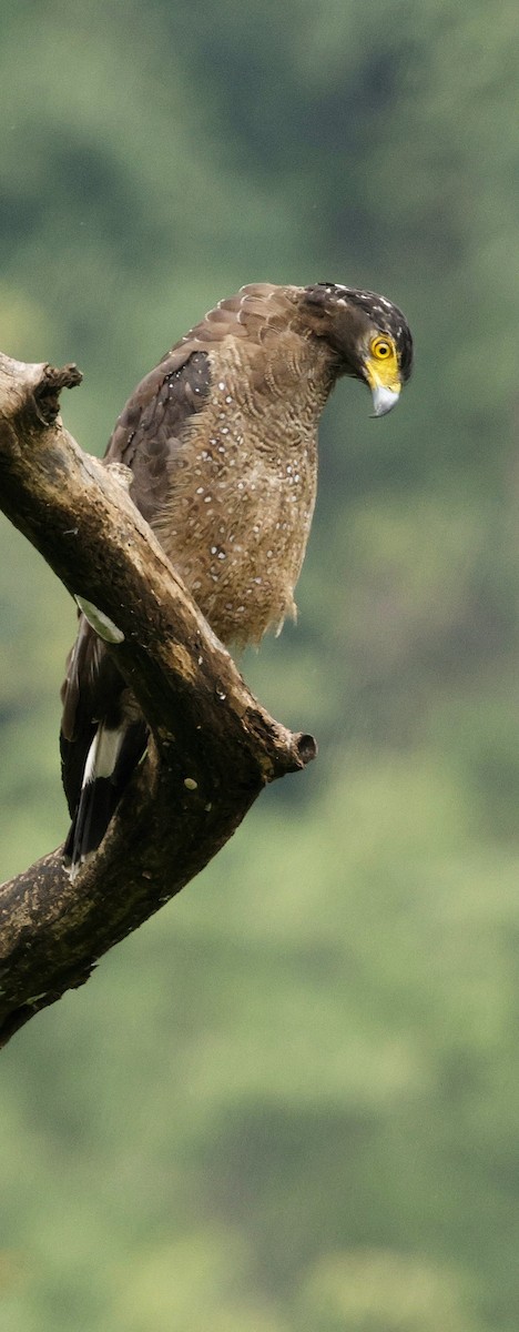 Culebrera Chiíla - ML646691438