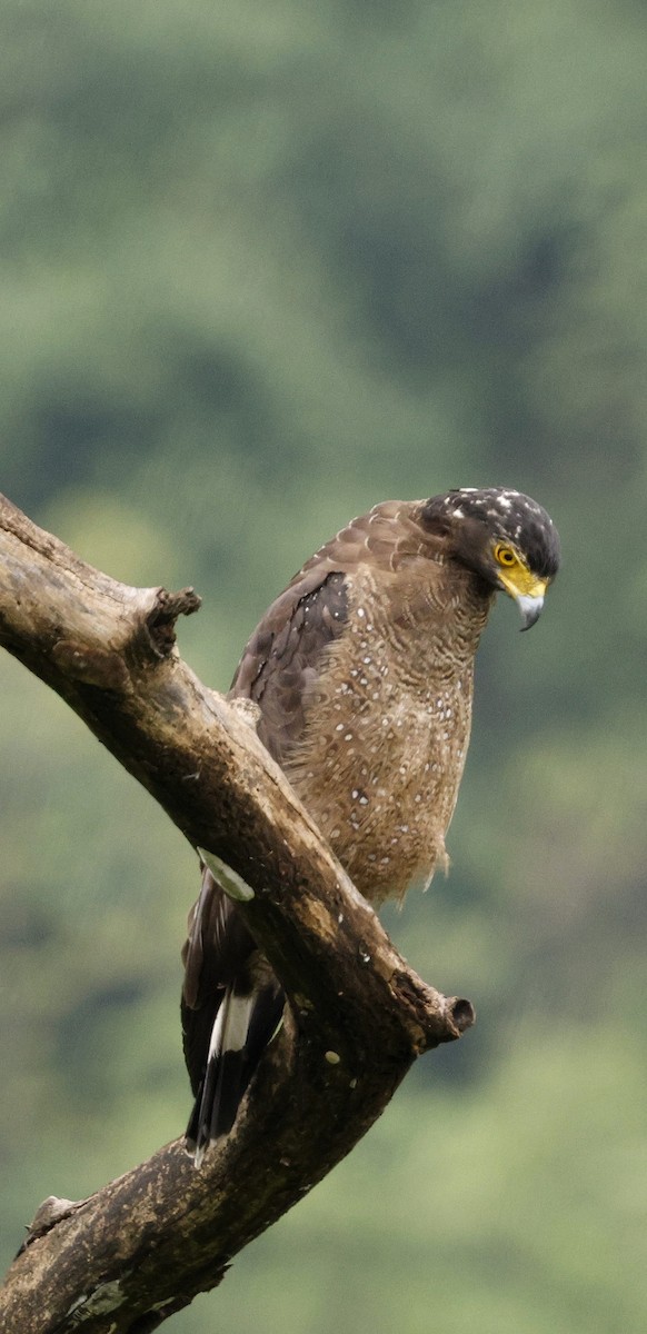 Culebrera Chiíla - ML646691439