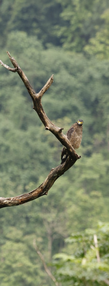 Culebrera Chiíla - ML646691440