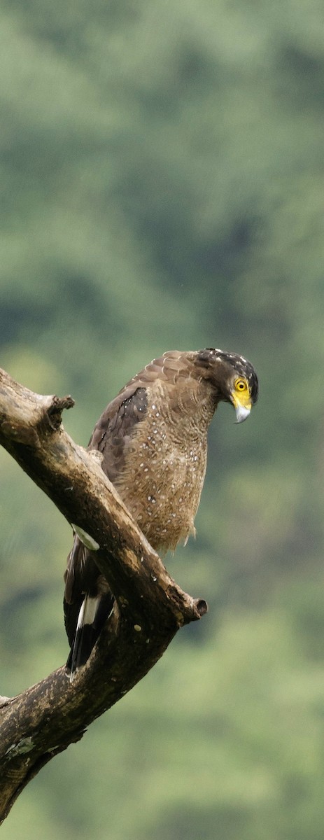 Culebrera Chiíla - ML646691441