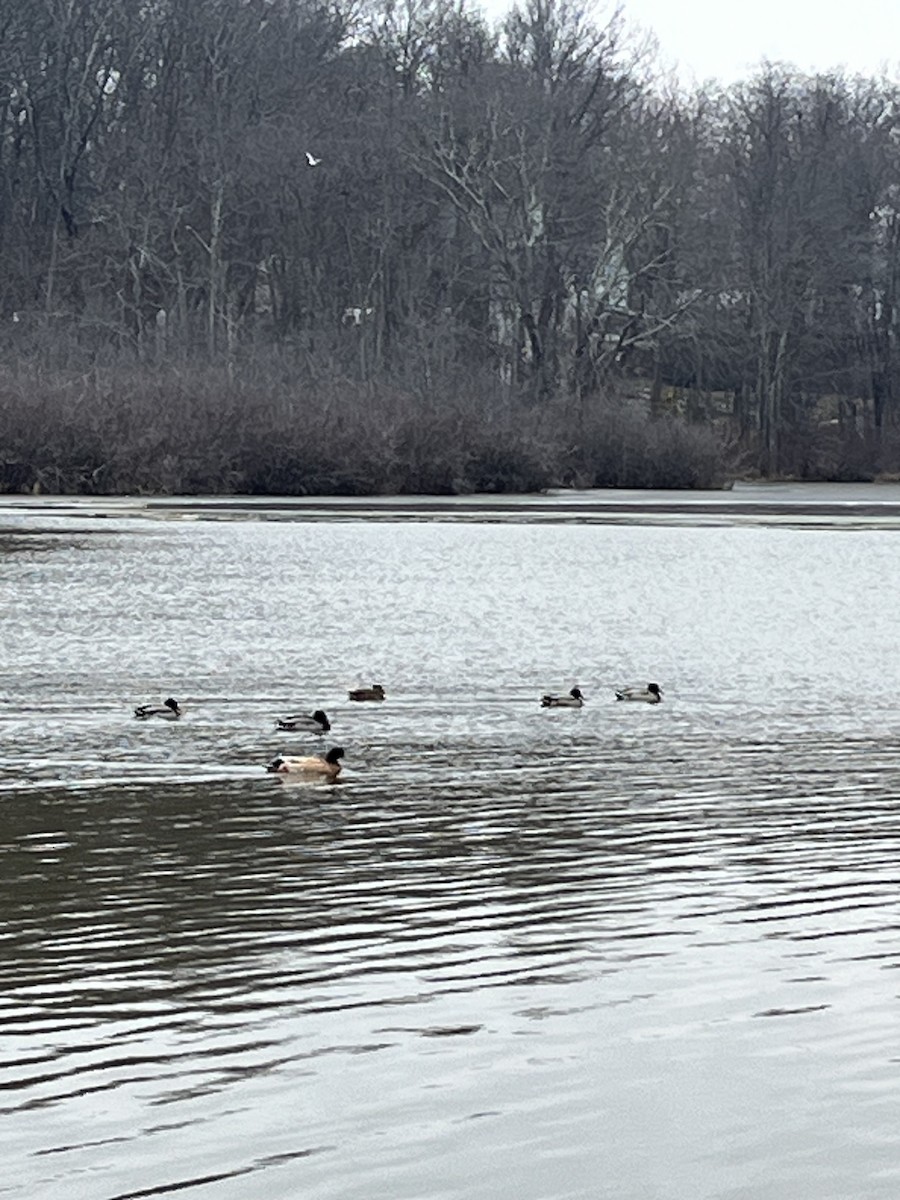 Mallard - ML646691442