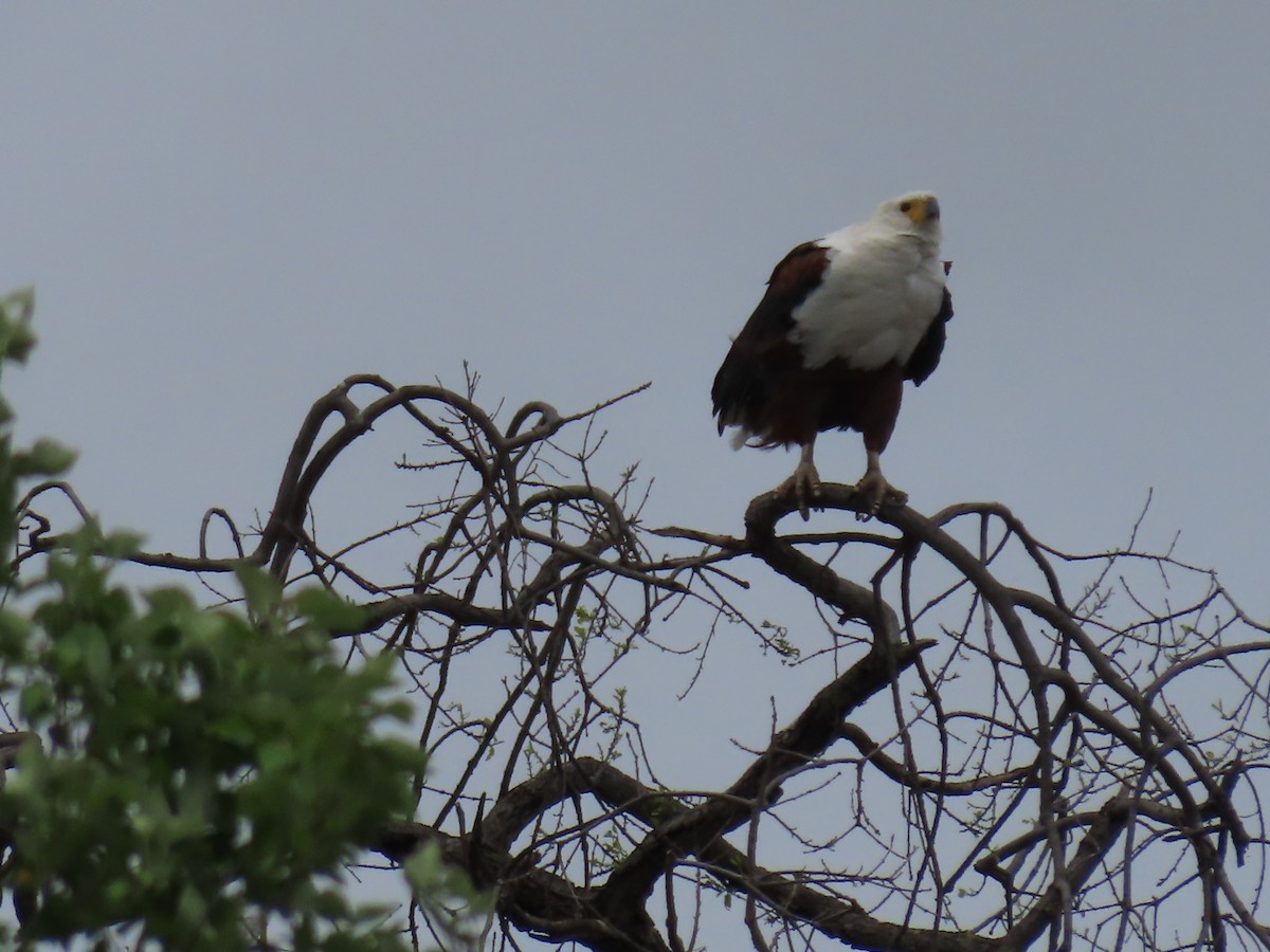 flodørn - ML646691443