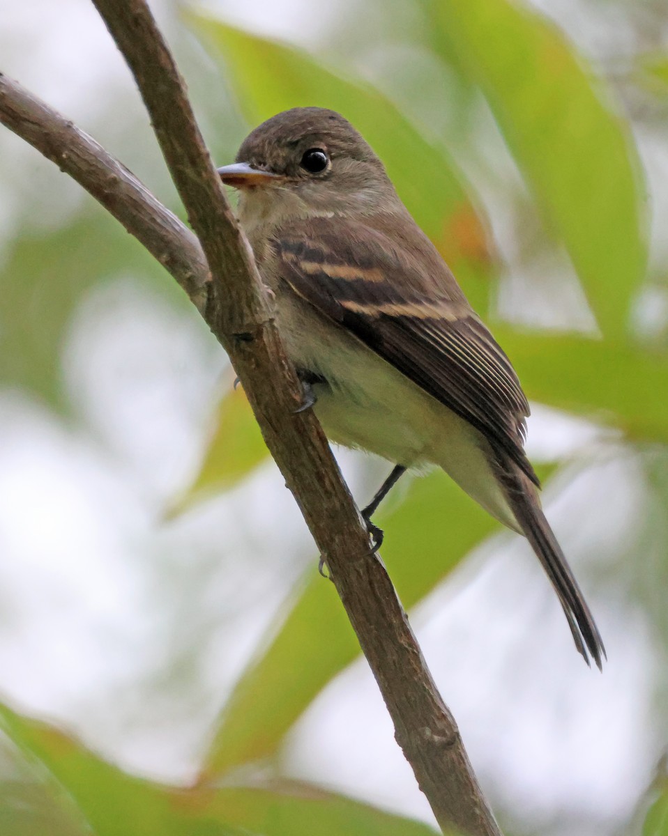 tyranovec vrbový - ML646691444