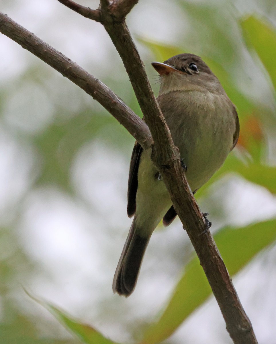 tyranovec vrbový - ML646691447