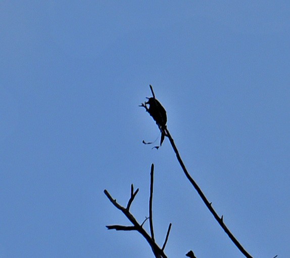 drongo dlouhoocasý - ML646691452