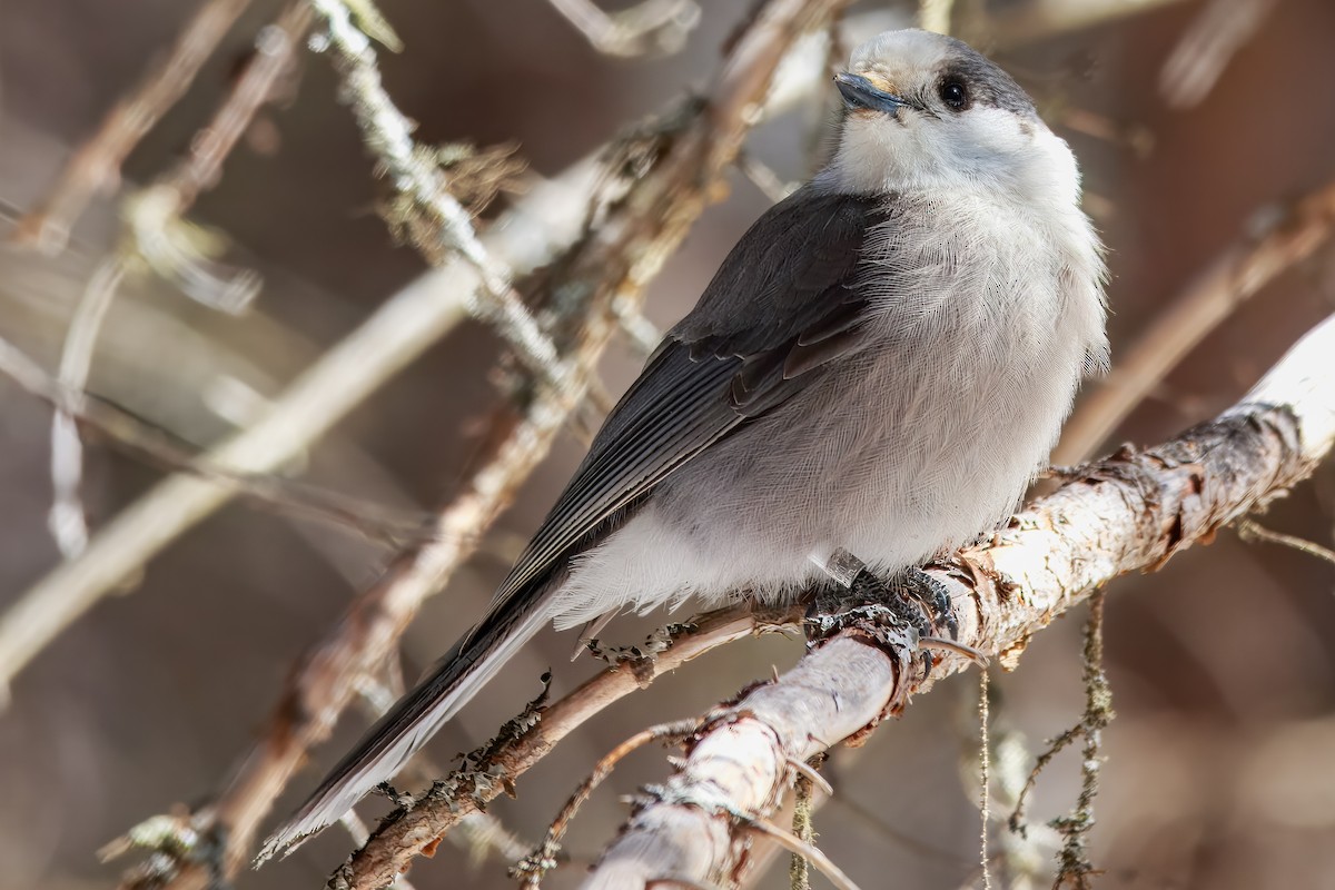 gråskrike - ML646691453