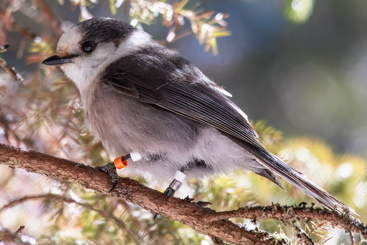 gråskrike - ML646691454