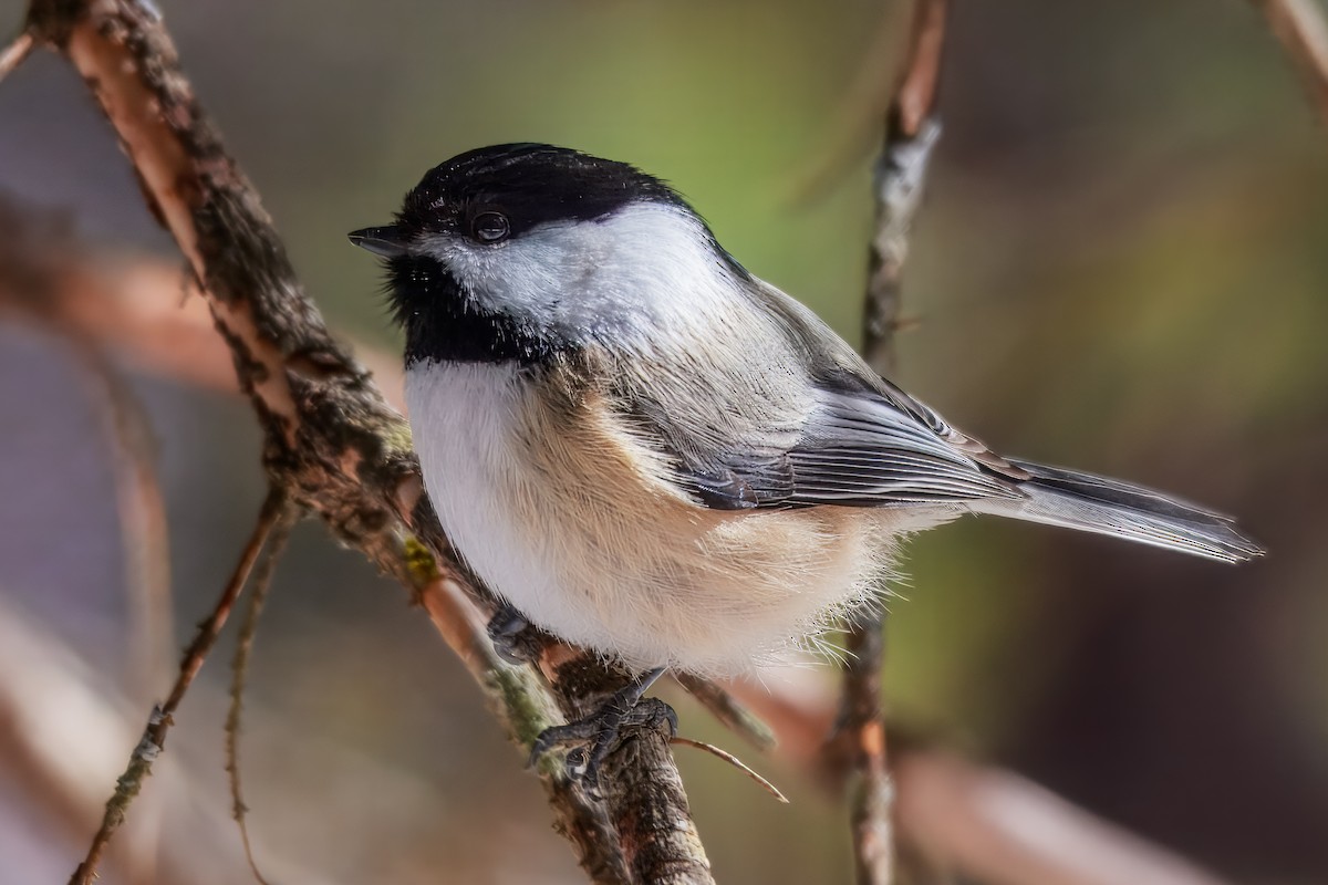 amerikameis - ML646691455