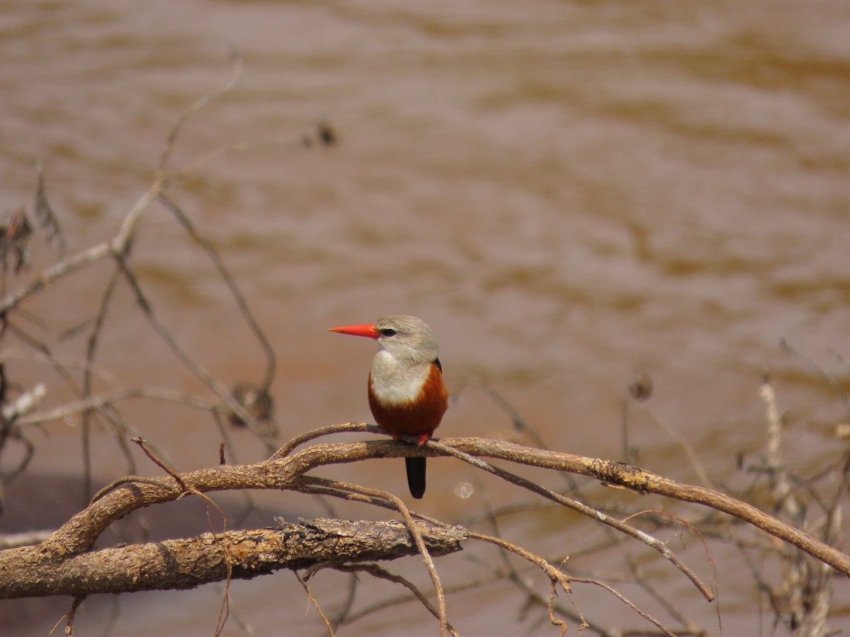 Gray-headed Kingfisher - ML646691456