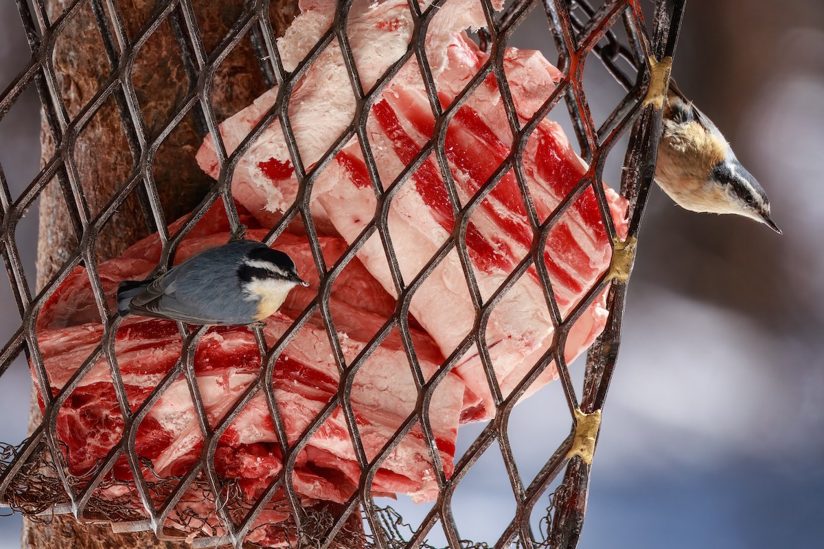 Kanada Sıvacısı - ML646691457