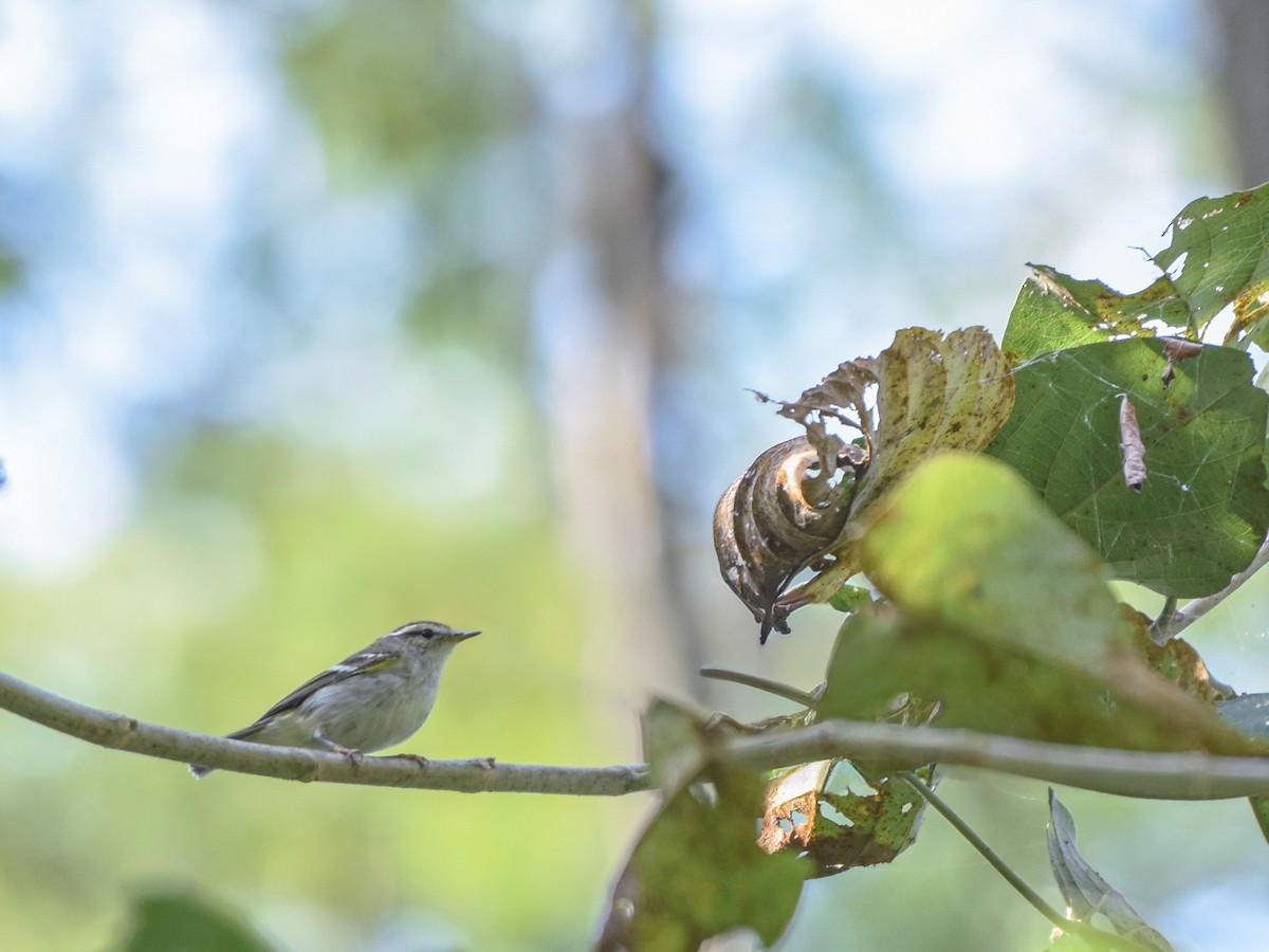 Yellow-browed/Hume's Warbler - ML646691459