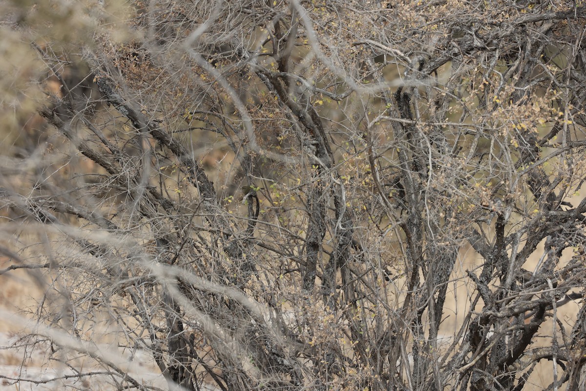 バフマユムシクイ - ML646691460