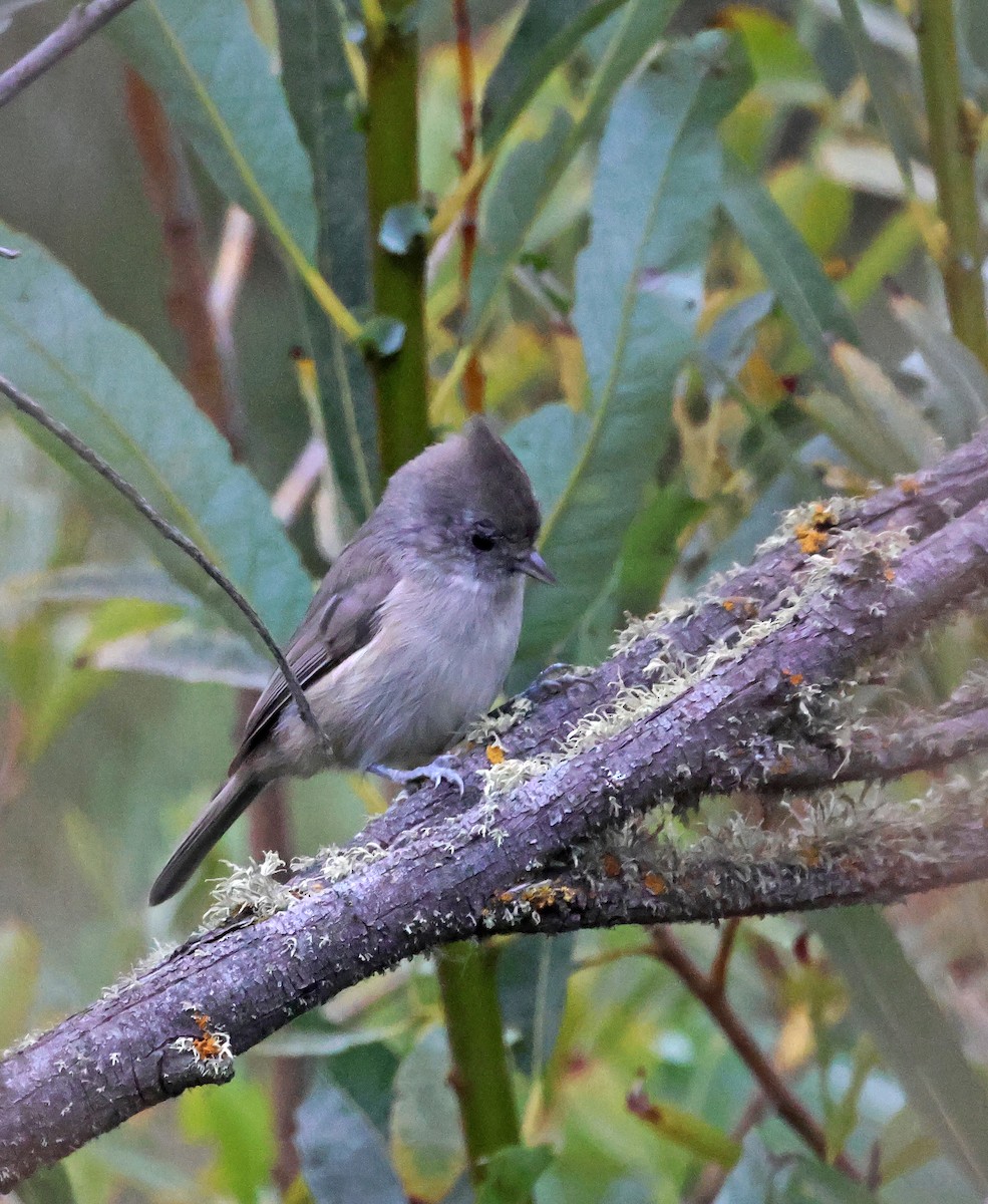 sýkora šedohnědá - ML646691462
