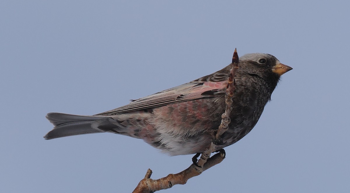 Rußschneegimpel - ML646691467